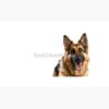 flat750x075f pad750x750f8f8f8.u4 2 - German Shepherd Shop